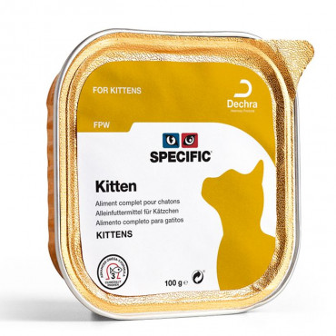 Specific Cat - FPW Kitten