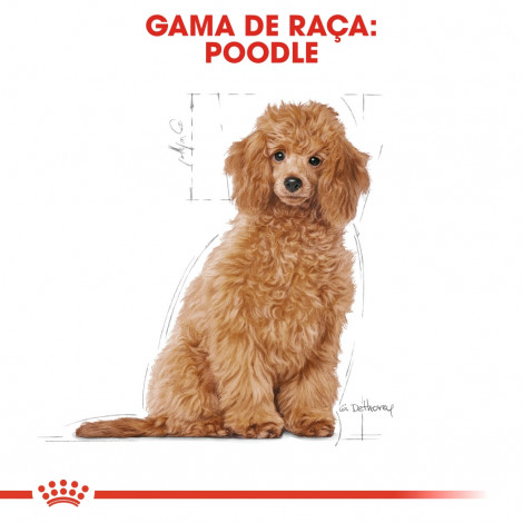 Royal Canin - Poodle Puppy - Ração de Cão | Goldpet
