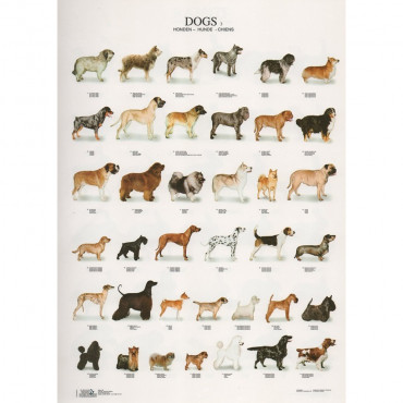 Poster Cães Nº 3