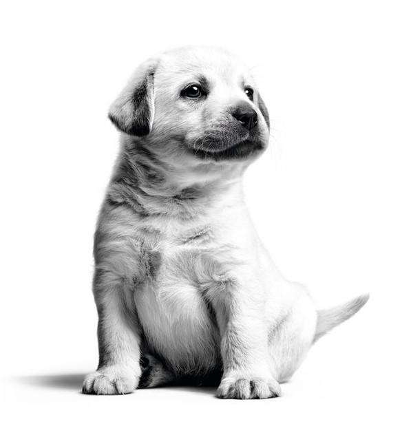 labrador-puppy_1.jpg