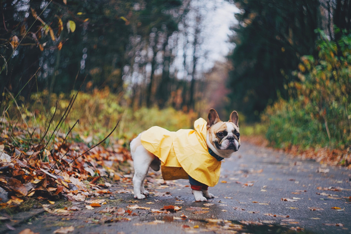 Cuide do seu cão em dias de chuva