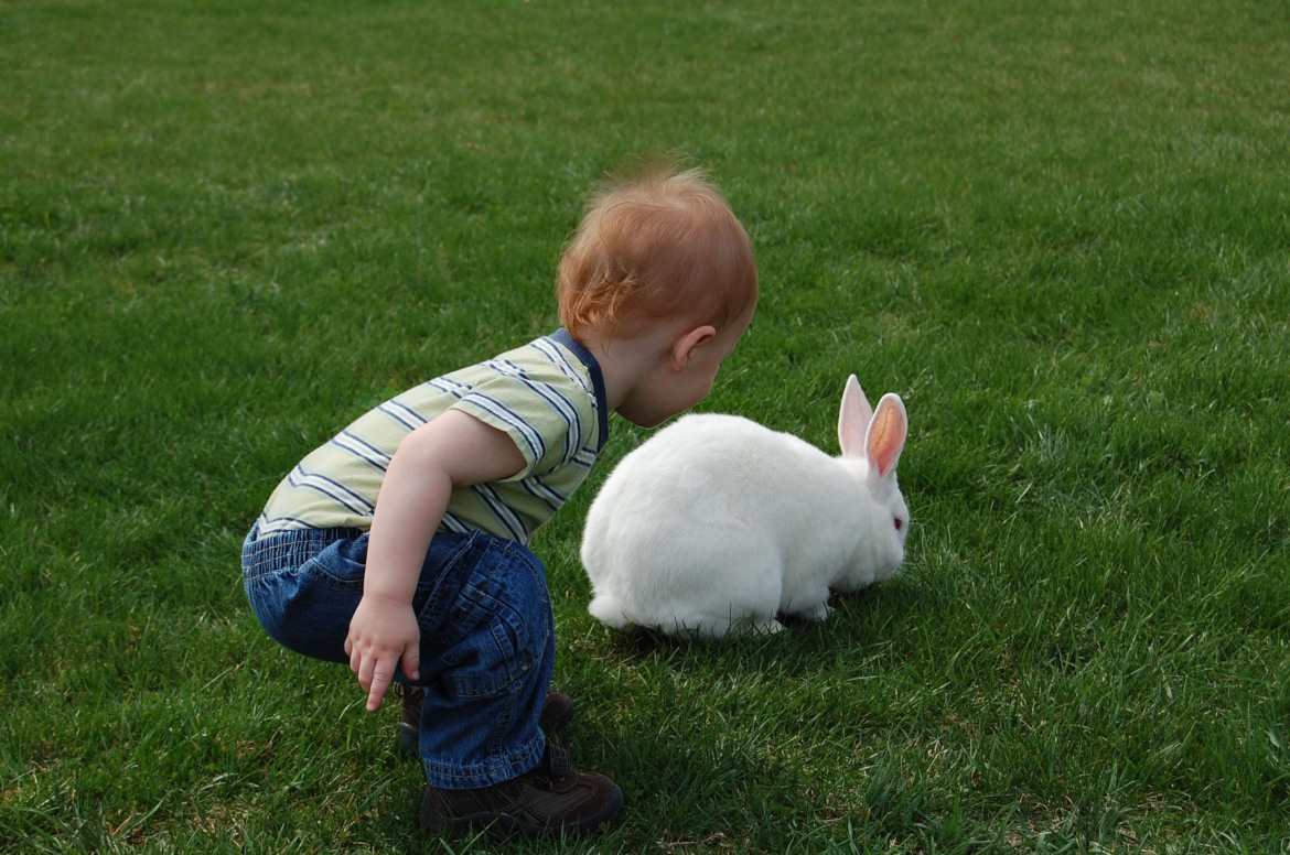 Os coelhos não são indicados para crianças