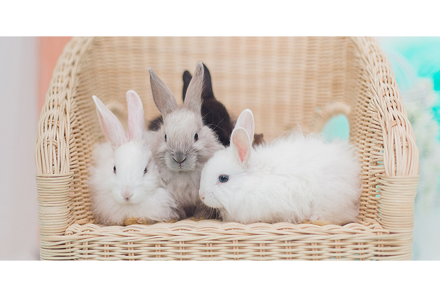 12 curiosidades sobre os coelhos de estimação