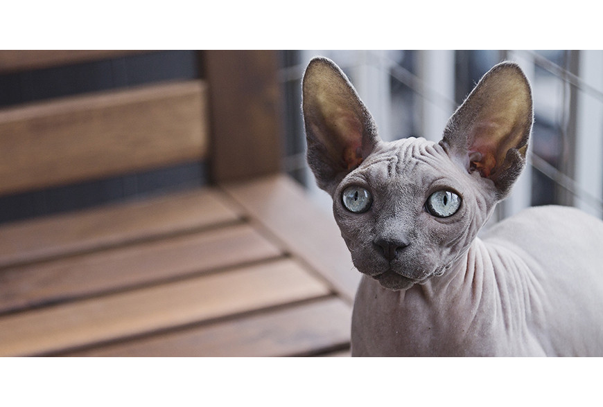 Sphynx: o gato das rugas que não tem pêlo