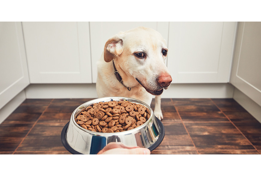 7 erros comuns na alimentação dos cães e gatos