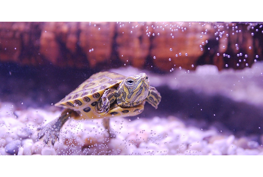 Tartarugas semi-aquáticas: cuidados a ter