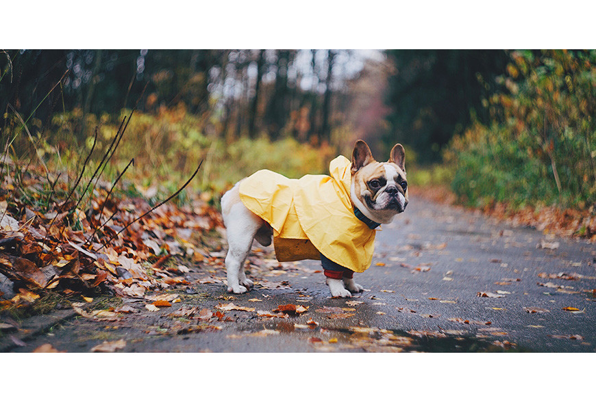 Como cuidar do seu cão nos dias de chuva