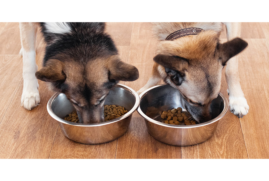 Como conservar os alimentos para cães e gatos