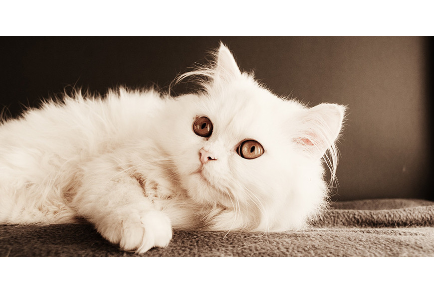 Gato Persa – a raça de gato mais conhecida