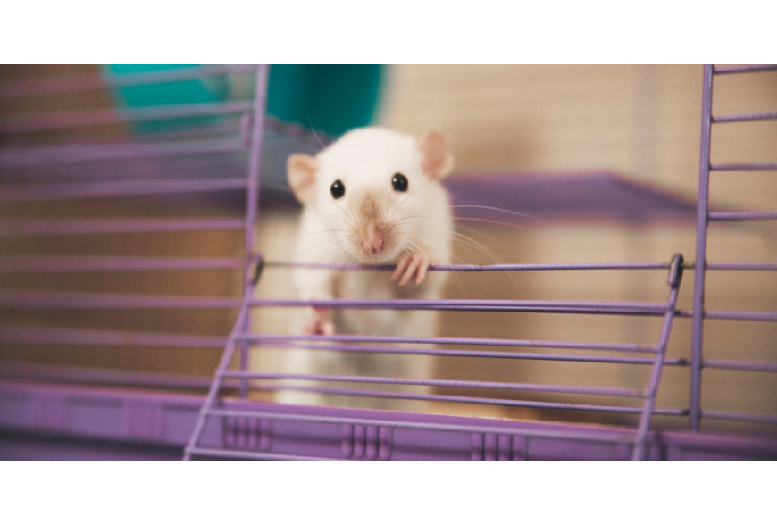 Hamster Lifespan - How Long Do Hamsters Live? - VIVO Pets