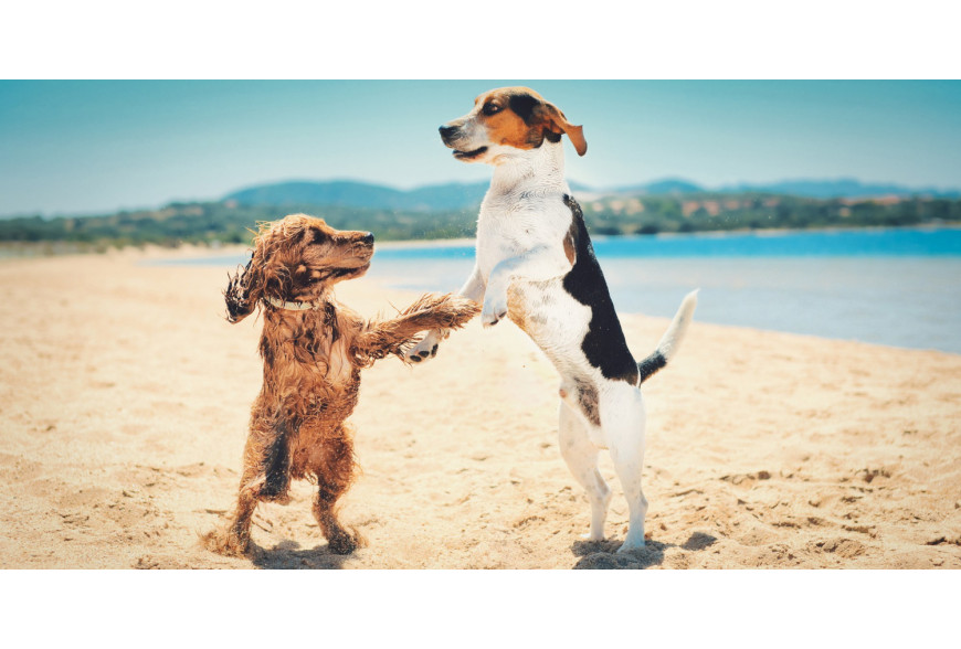 Conheça as praias portuguesas onde pode levar o seu cão