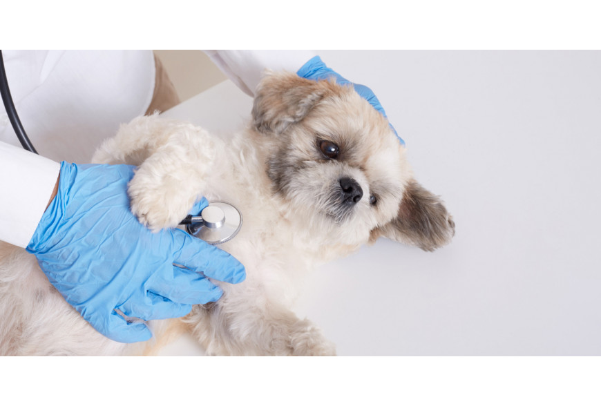 Devo esterilizar a minha cadela? Quais as contraindicações?