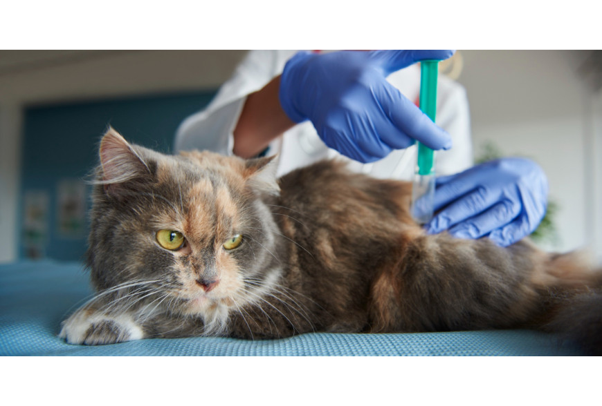 Vacinas para gatos: tudo o que precisa de saber