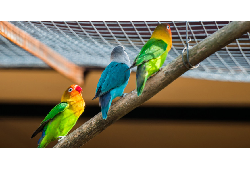 Agapornis: que aves são e quais as suas características?