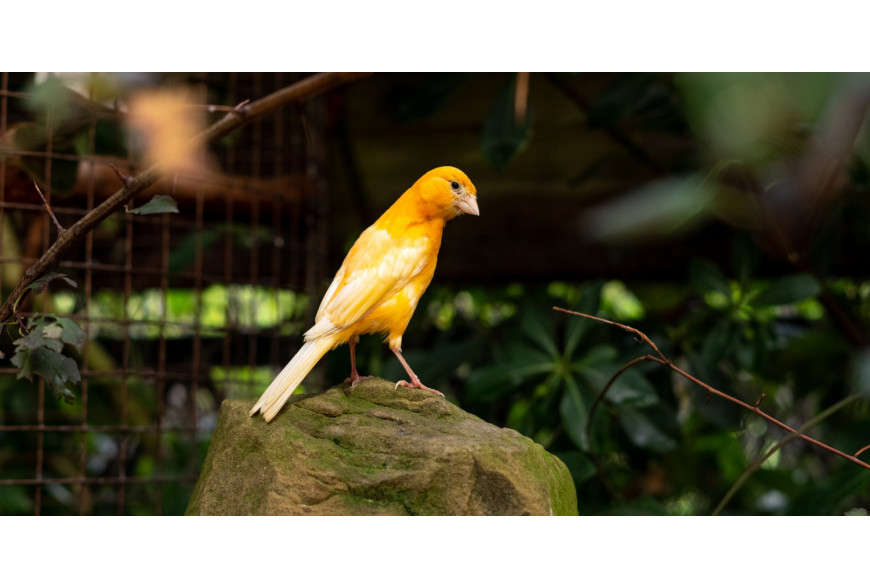 Canários: conheça tudo sobre esta espécie popular de pássaros
