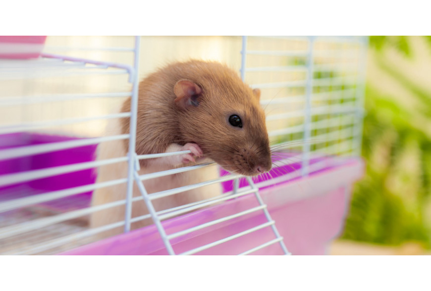Como escolher gaiola para hamster?