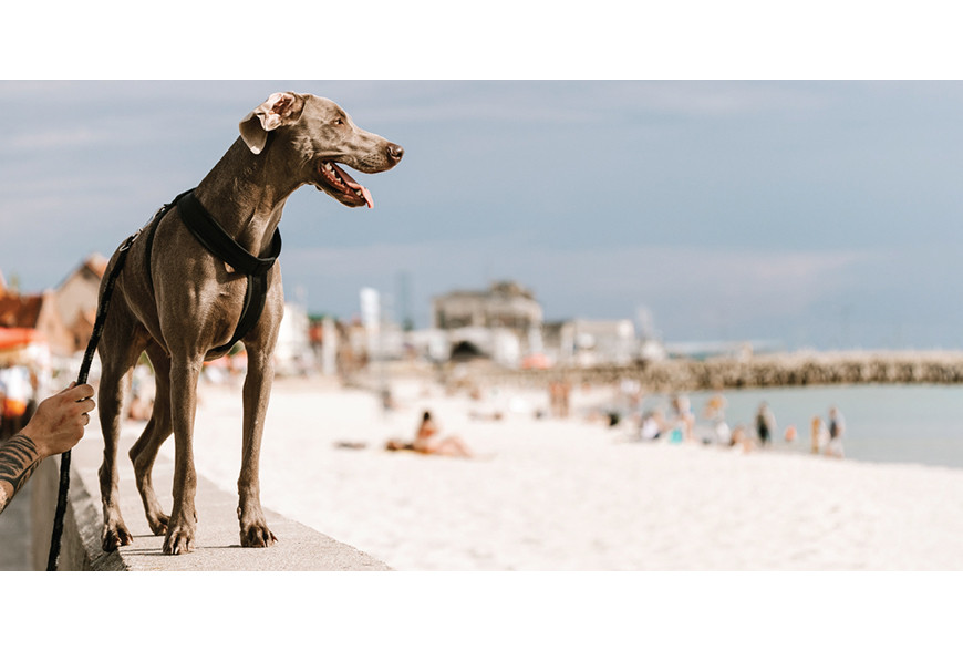 Dicas para um dia incrível na praia com o seu cão