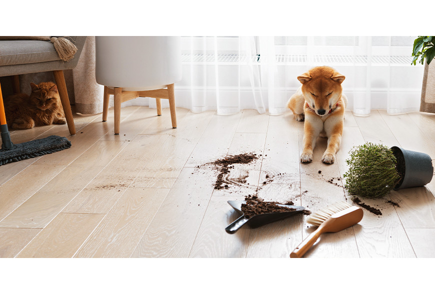 Plantas tóxicas para cães e gatos: conheça-as e saiba quais são os sintomas de intoxicação