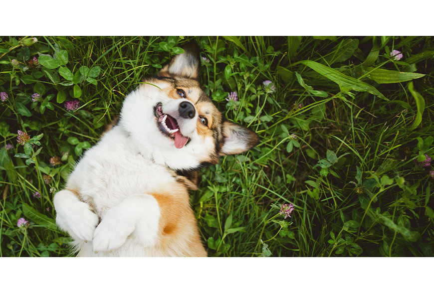 Leishmaniose canina: quais os sintomas e como prevenir?